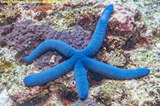 sea star